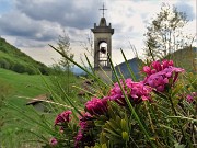 55 Daphne cneorum (Cneoro) con la chiesetta di San Barnaba a Salmezza 